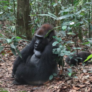 Makumba, Central African Republic, Dzanga-Sangha